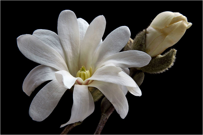 Star Magnolia 4